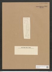 Diatomeae indet. Zeichnungen Sammlung Grunow Nr. 2834 (NHMW-BOT-W0370144)
